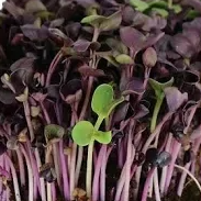 Purple Sango Radish