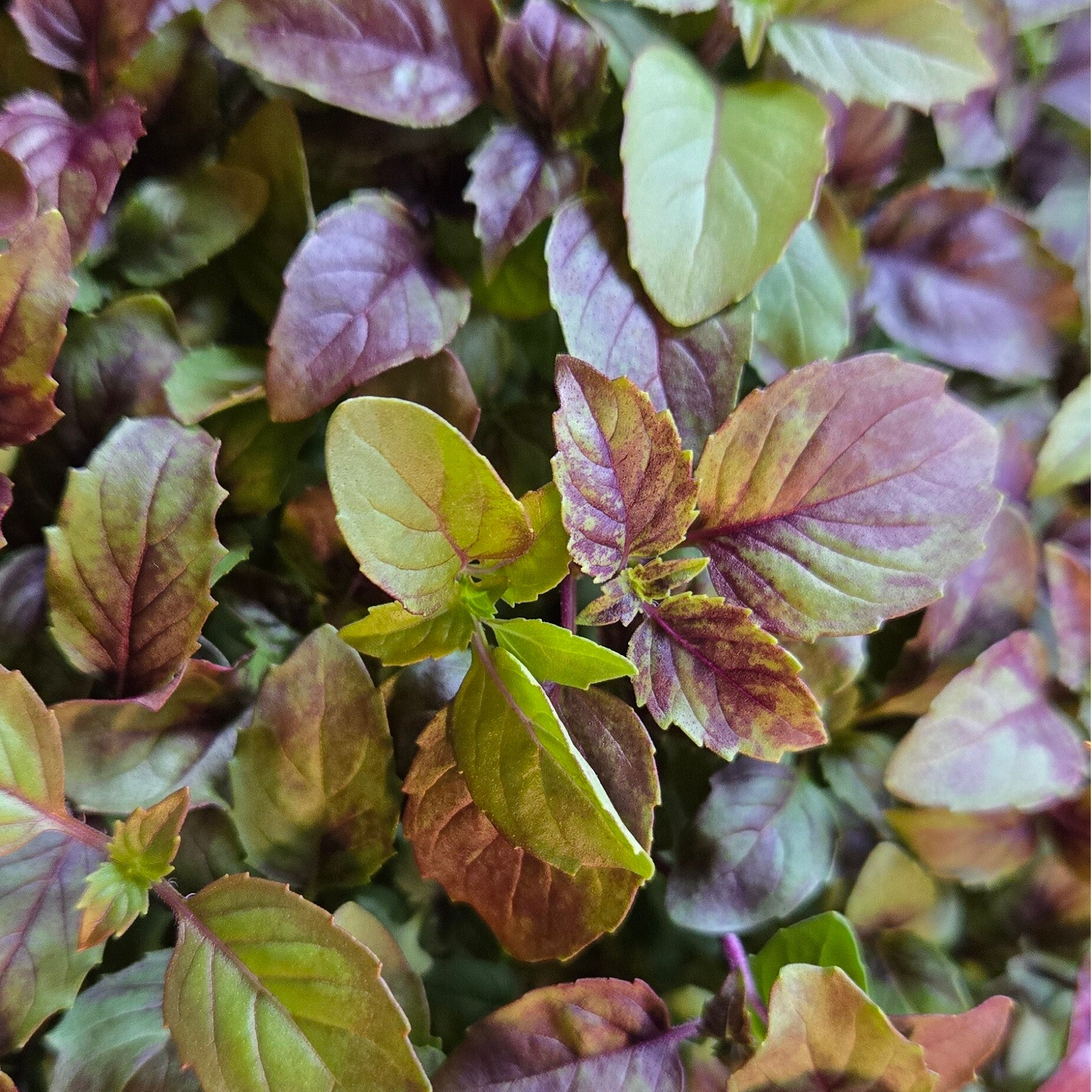 Bi Color Basil