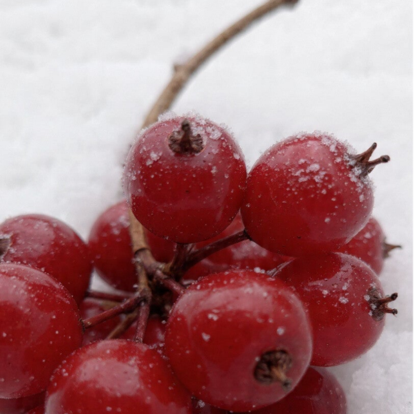 Cube de Cire - Baies d'Hiver