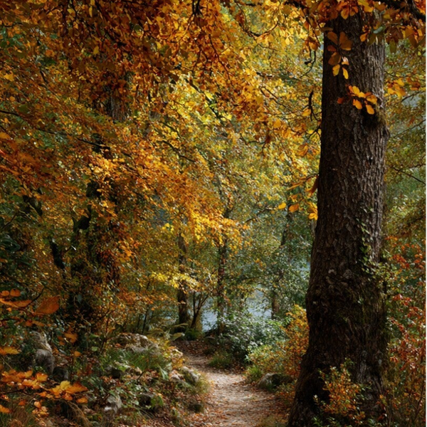 Cube de Cire - Couleurs d'Automne