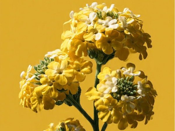 E6 Verbena Fraîcheur