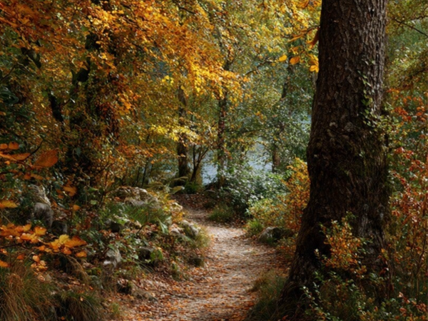 No. 13 Couleurs D'automne