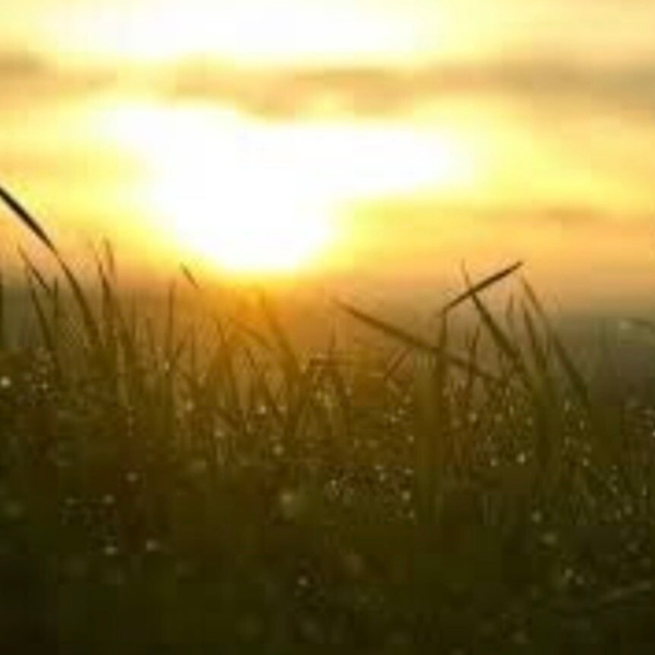 Cubes de cire de soja - Horizon Nouveau