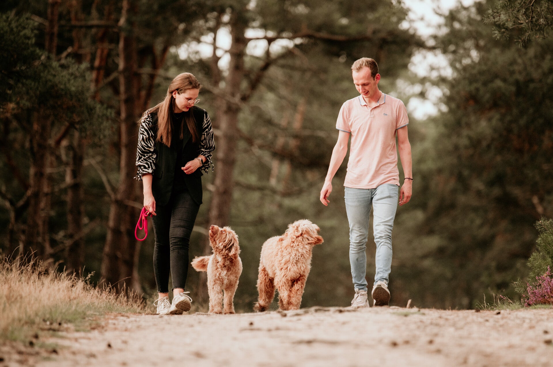 Fokker Australian doodles | Fokker Australian doodles Gelderland | Fokker Australian doodles Wezep | labradoodle Wezep | Medium labradoodle Wezepp