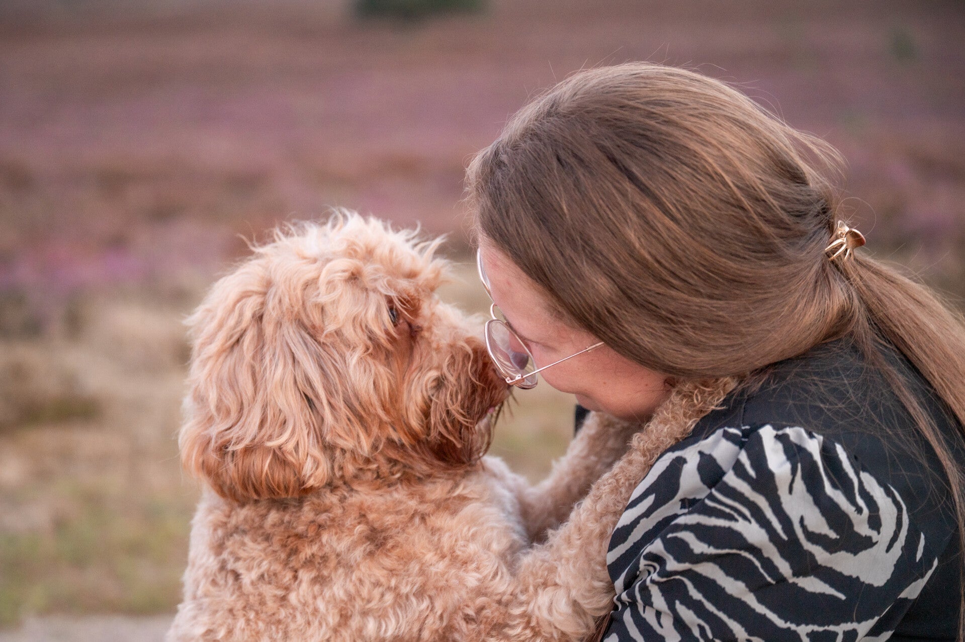 Fokker Australian doodles | Fokker Australian doodles Gelderland | Fokker Australian doodles Wezep | labradoodle Wezep | Medium labradoodle Wezep