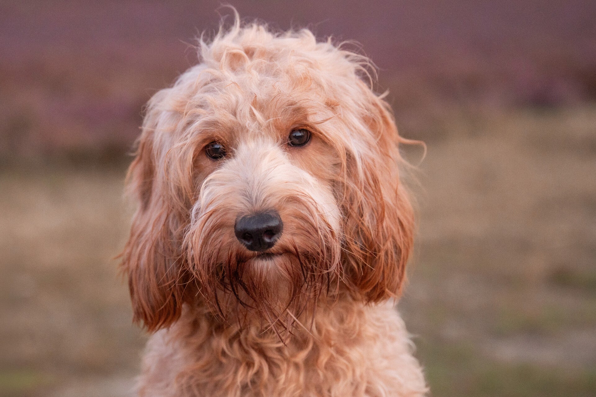 Fokker Australian doodles | Fokker Australian doodles Gelderland | Fokker Australian doodles Wezep | labradoodle Wezep | Medium labradoodle Wezep