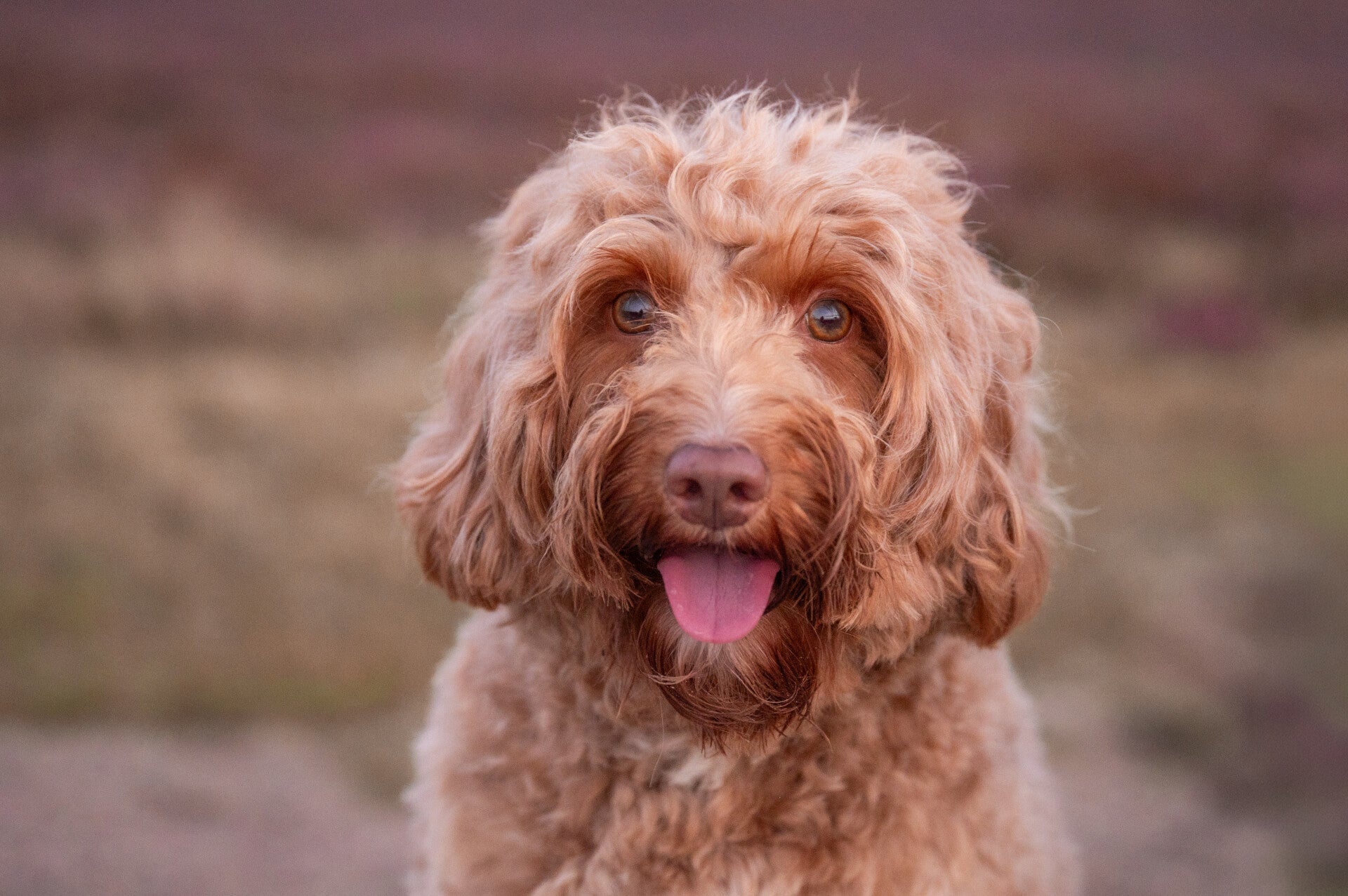 Fokker Australian doodles | Fokker Australian doodles Gelderland | Fokker Australian doodles Wezep | labradoodle Wezep | Medium labradoodle Wezep