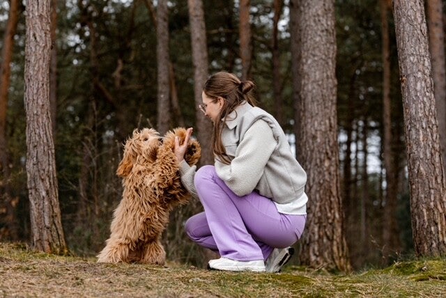 Fokker Australian doodles | Fokker Australian doodles Gelderland | Fokker Australian doodles Wezep | labradoodle Wezep | Medium labradoodle Wezep