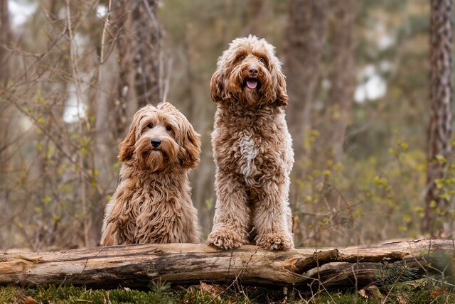 Fokker Australian doodles | Fokker Australian doodles Gelderland | Fokker Australian doodles Wezep | labradoodle Wezep | Medium labradoodle Wezep