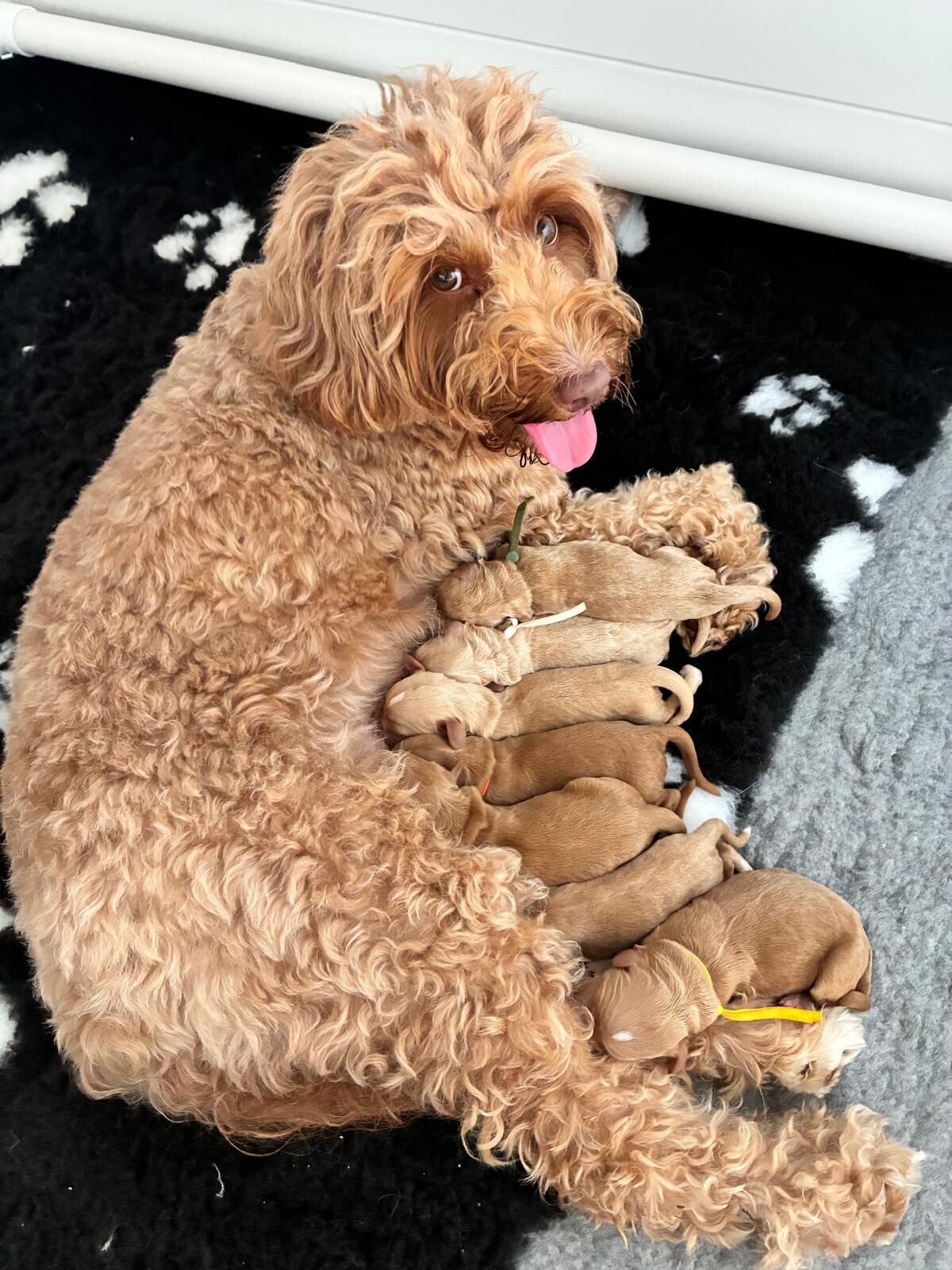 Fokker Australian doodles | Fokker Australian doodles Gelderland | Fokker Australian doodles Wezep | labradoodle Wezep | Medium labradoodle Wezep