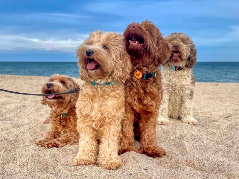 Fokker Australian doodles | Fokker Australian doodles Gelderland | Fokker Australian doodles Wezep | labradoodle Wezep | Medium labradoodle Wezep