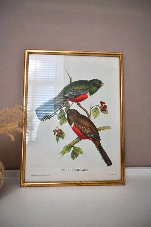 Grote ingelijste vogelprent