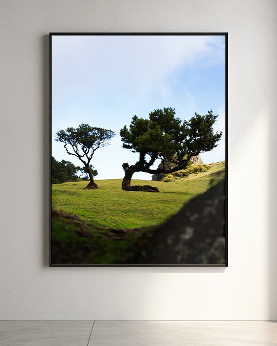 Madeira - Fanal Trees