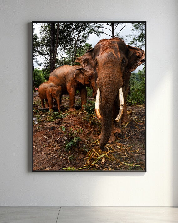 Thailand - Olifanten Familie - Kleur