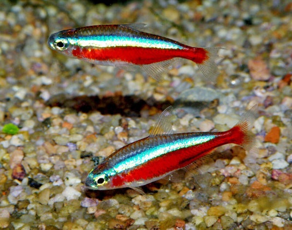 Cardinaal Tetra