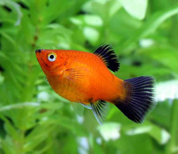 platy