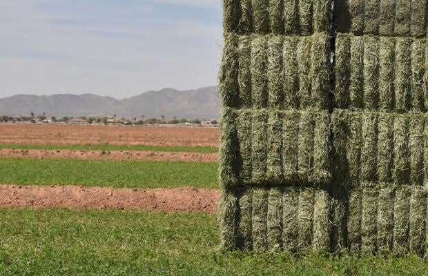 Dehydrated Alfalfa Bales