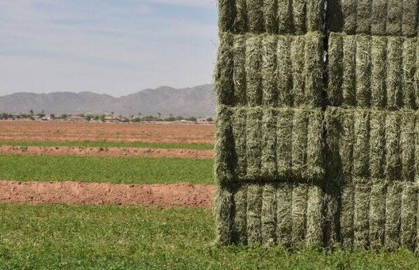 Dehydrated Alfalfa Bales