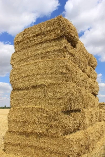 wheat straw