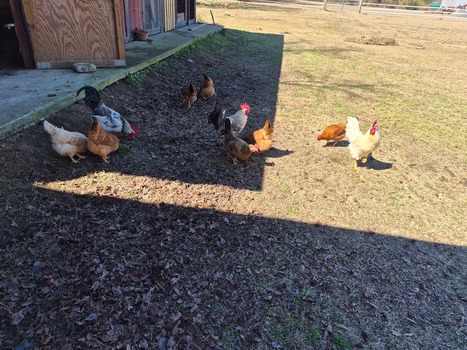 Live Oak Roost Farm photo 13