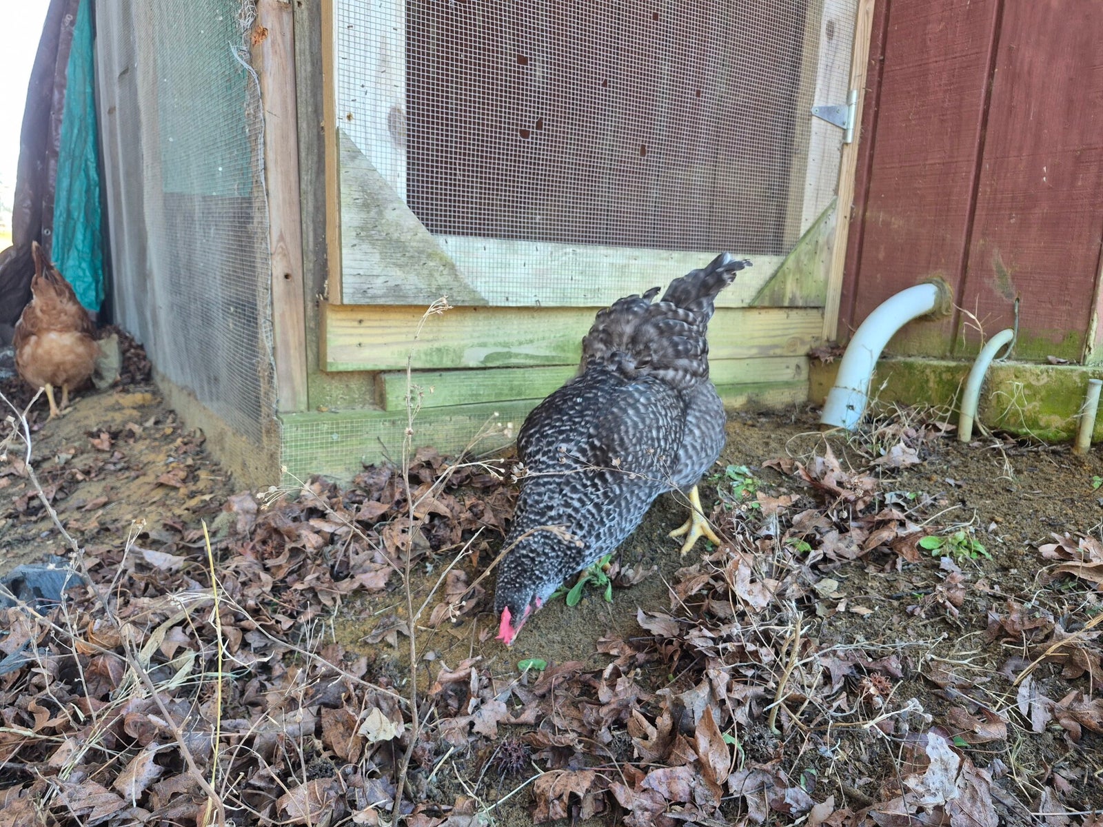 Live Oak Roost Farm photo 6