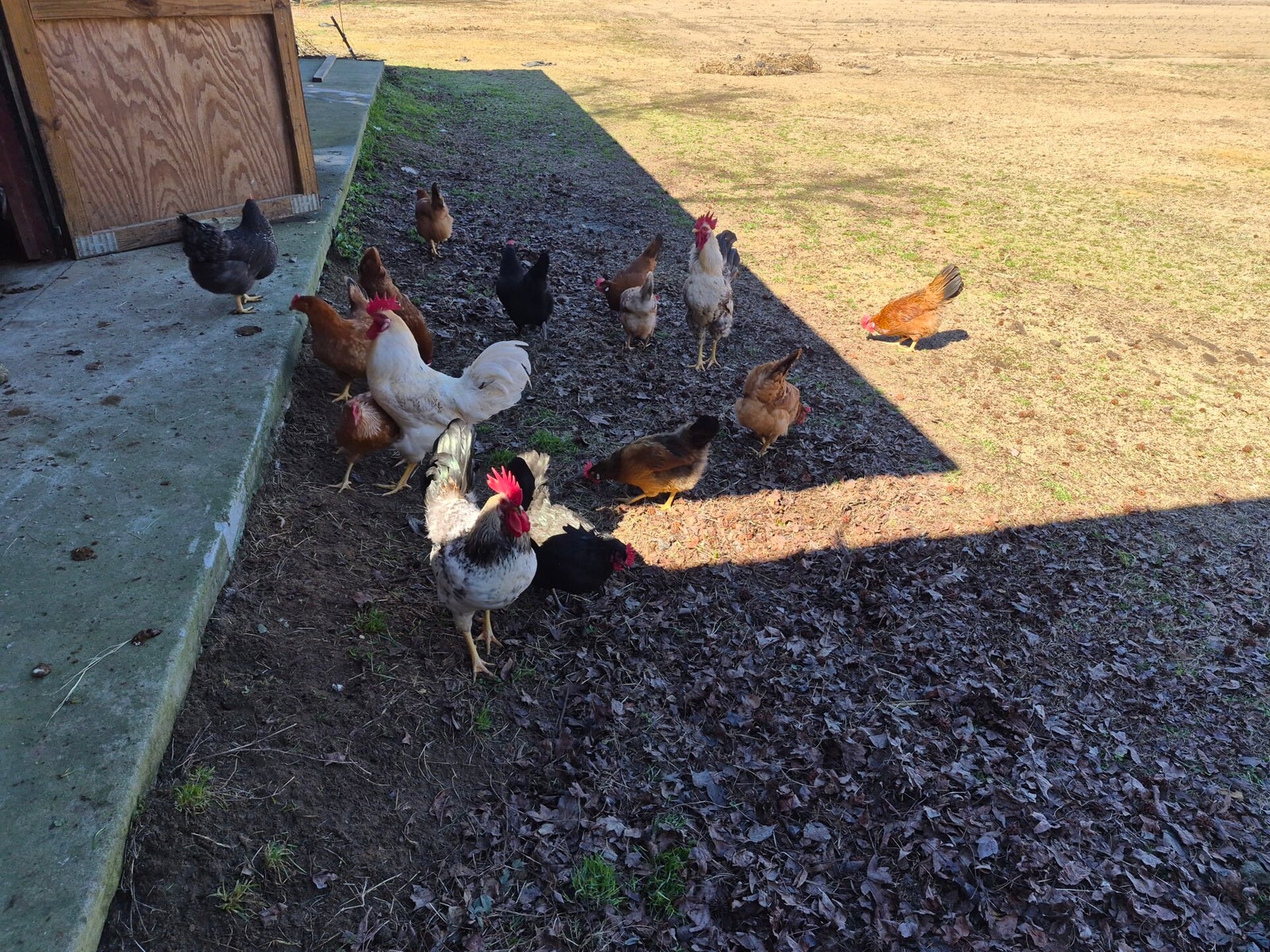 Live Oak Roost Farm photo 14