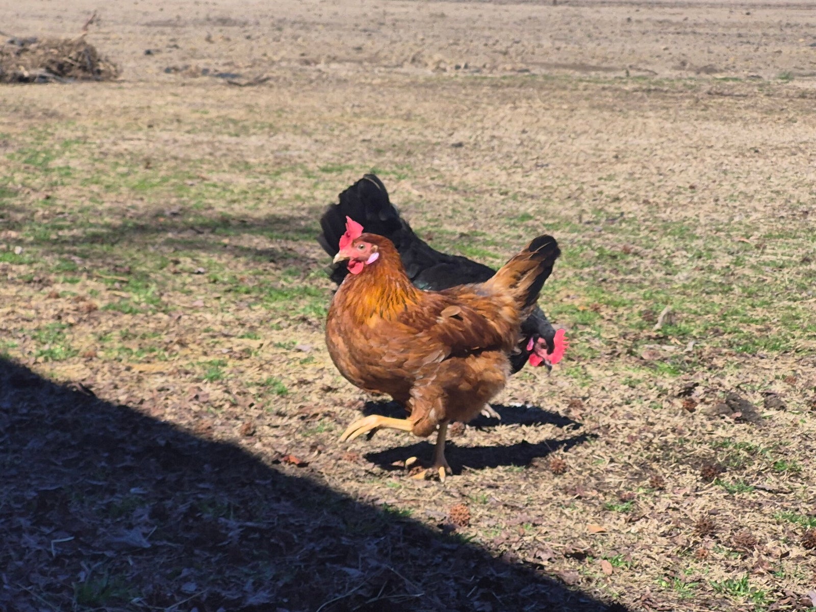 Live Oak Roost Farm photo 12