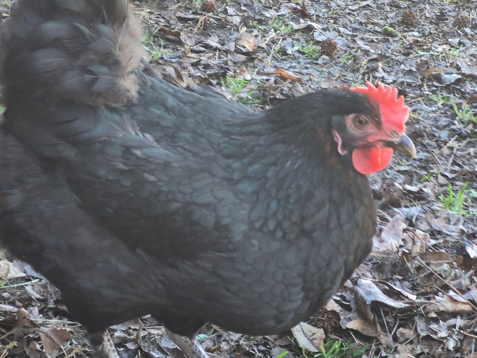 Live Oak Roost Farm photo 3