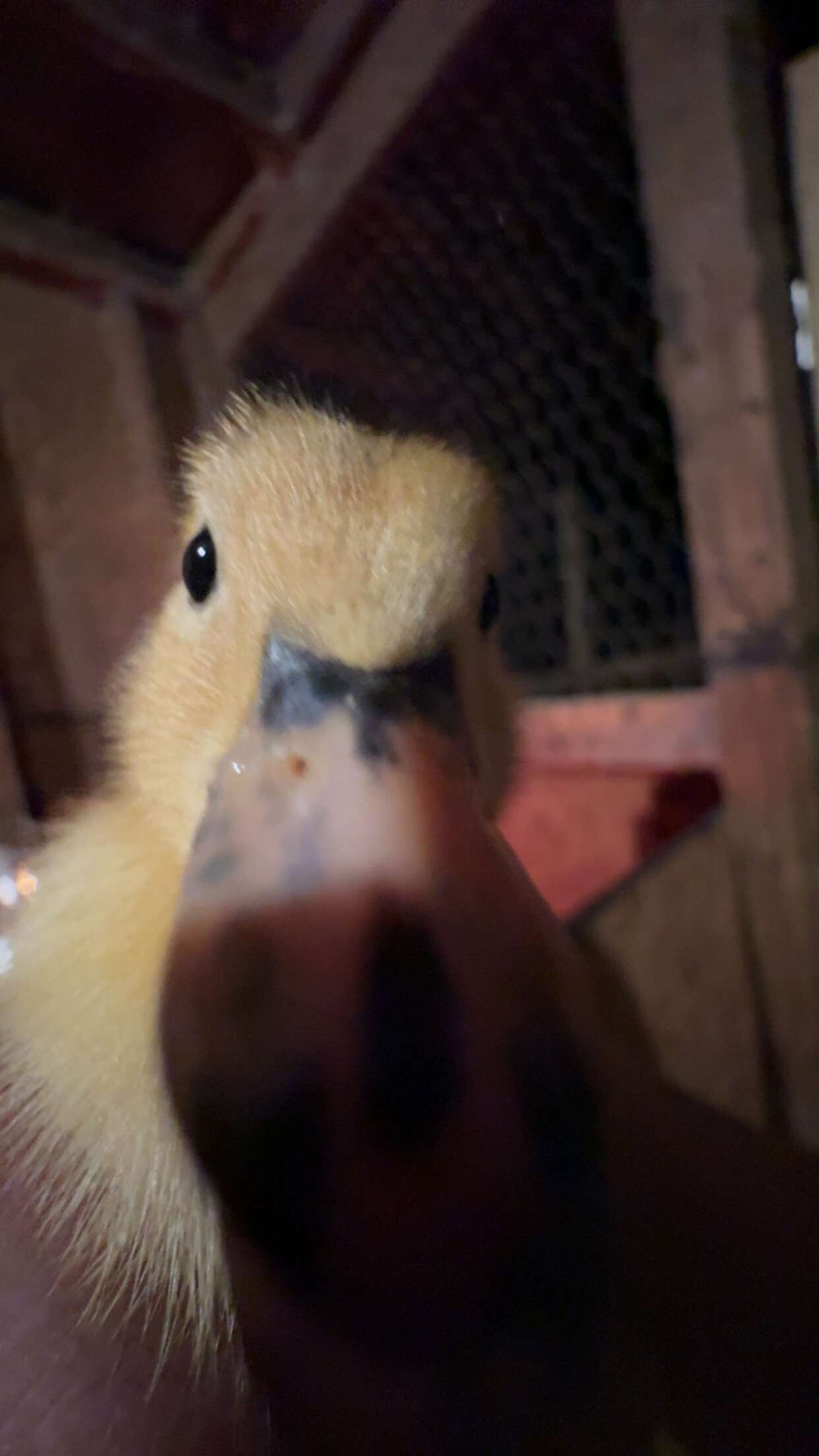 Live Oak Roost Farm photo 5