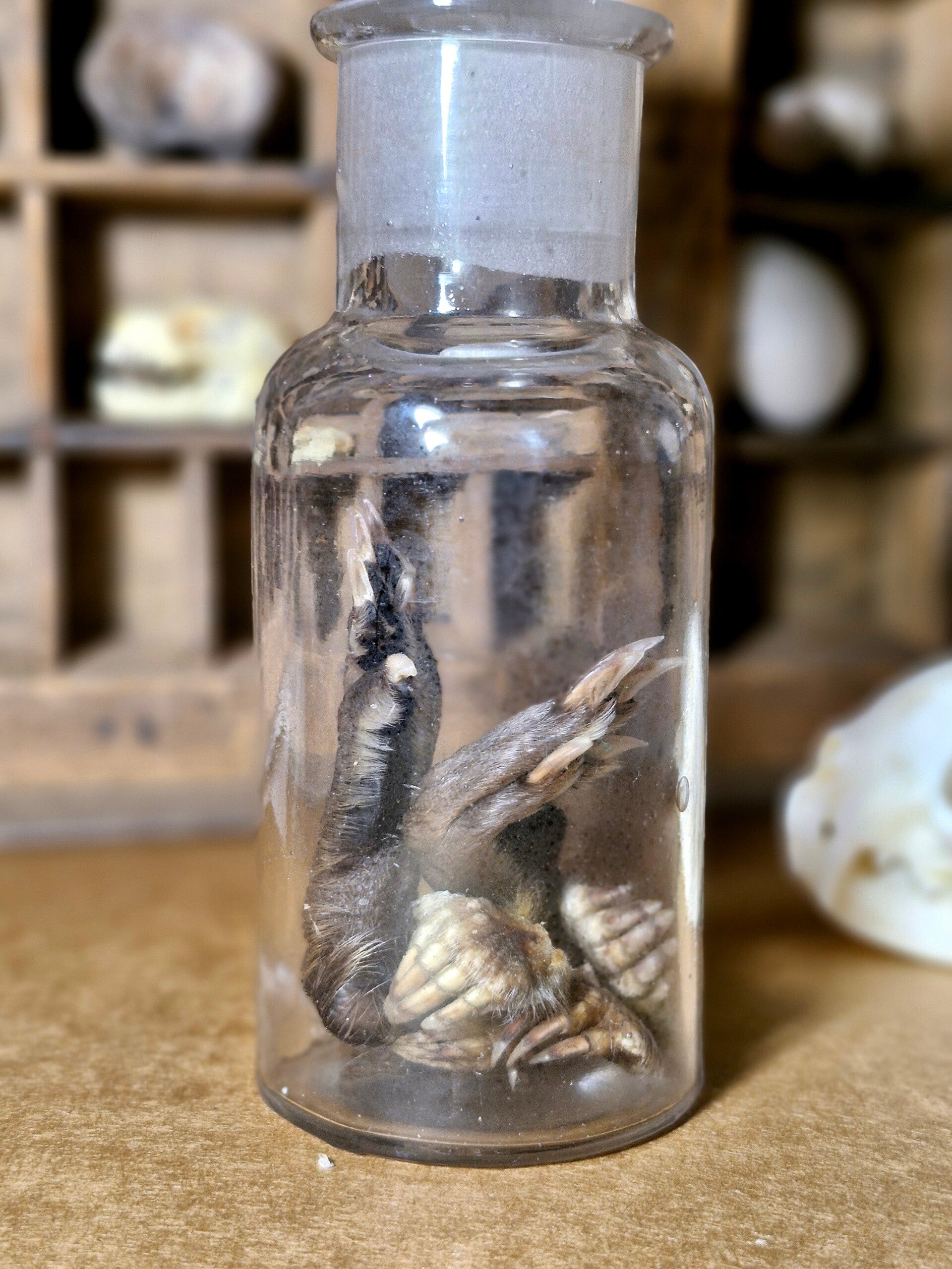 Pootjes muskusrat en mol.