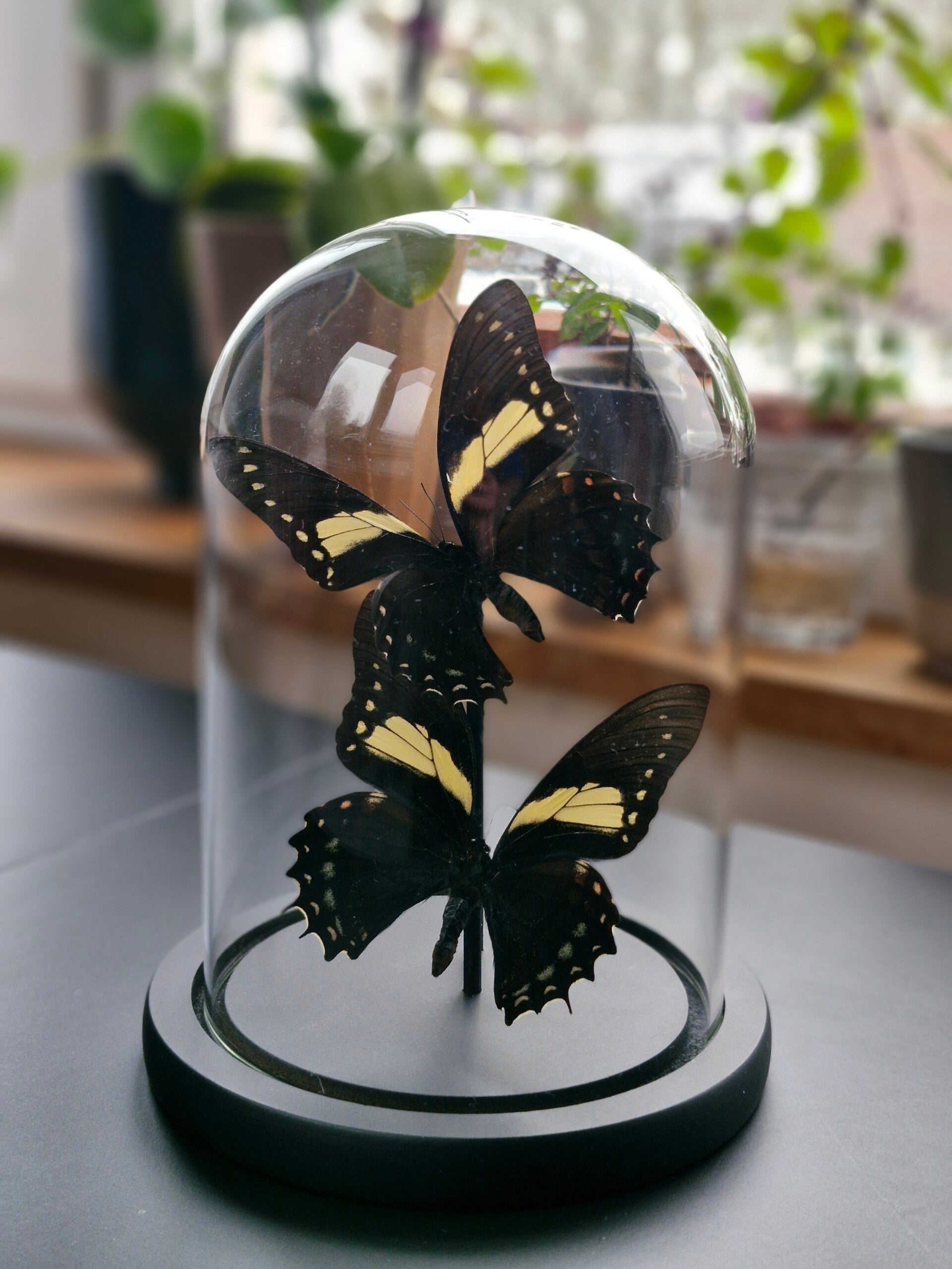 Papilio Bitias