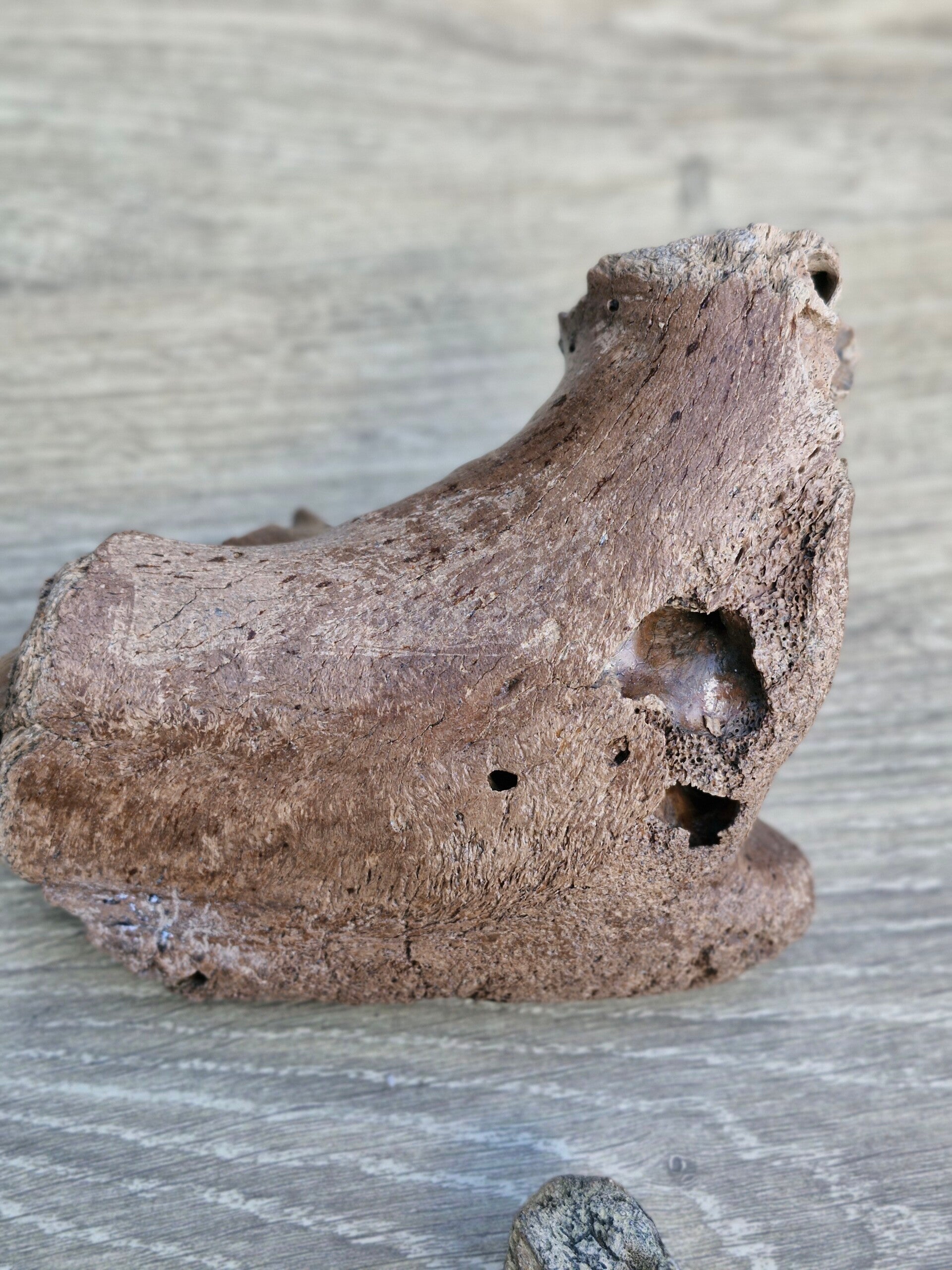 Schedel fragment mammoet