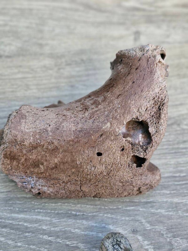 Schedel fragment mammoet