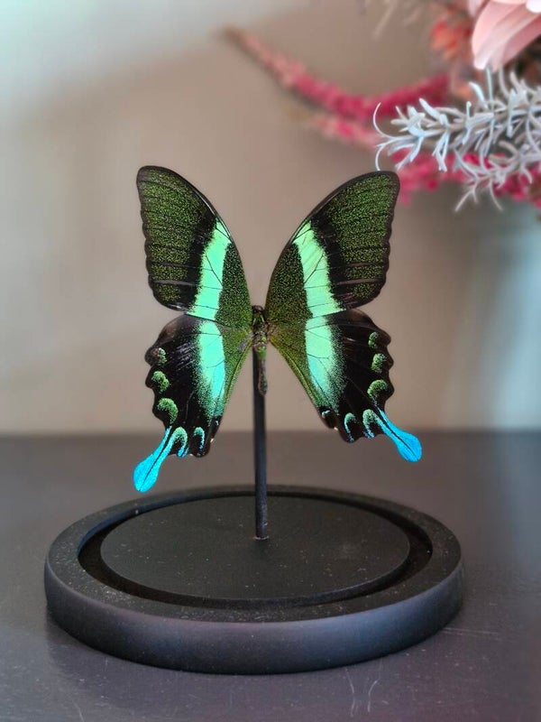 Papilio Blumei