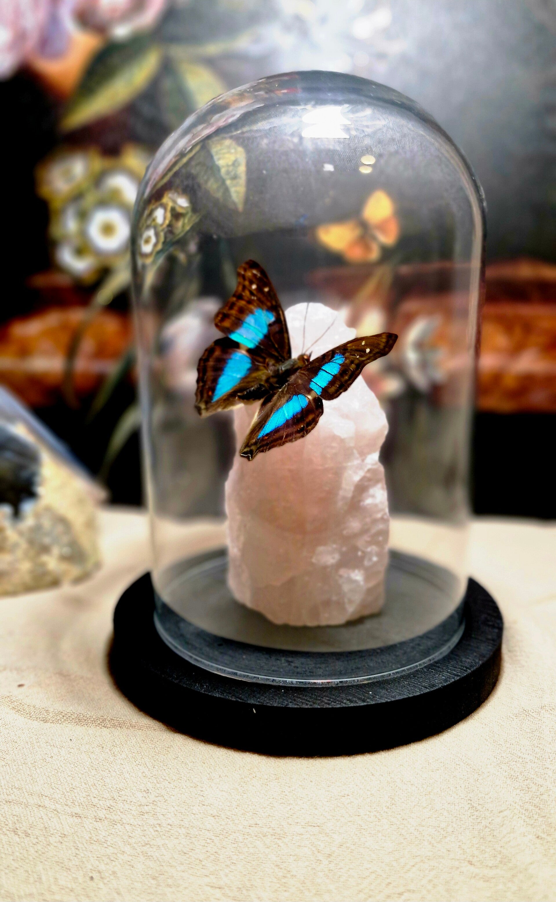 Doxocopa cherubina