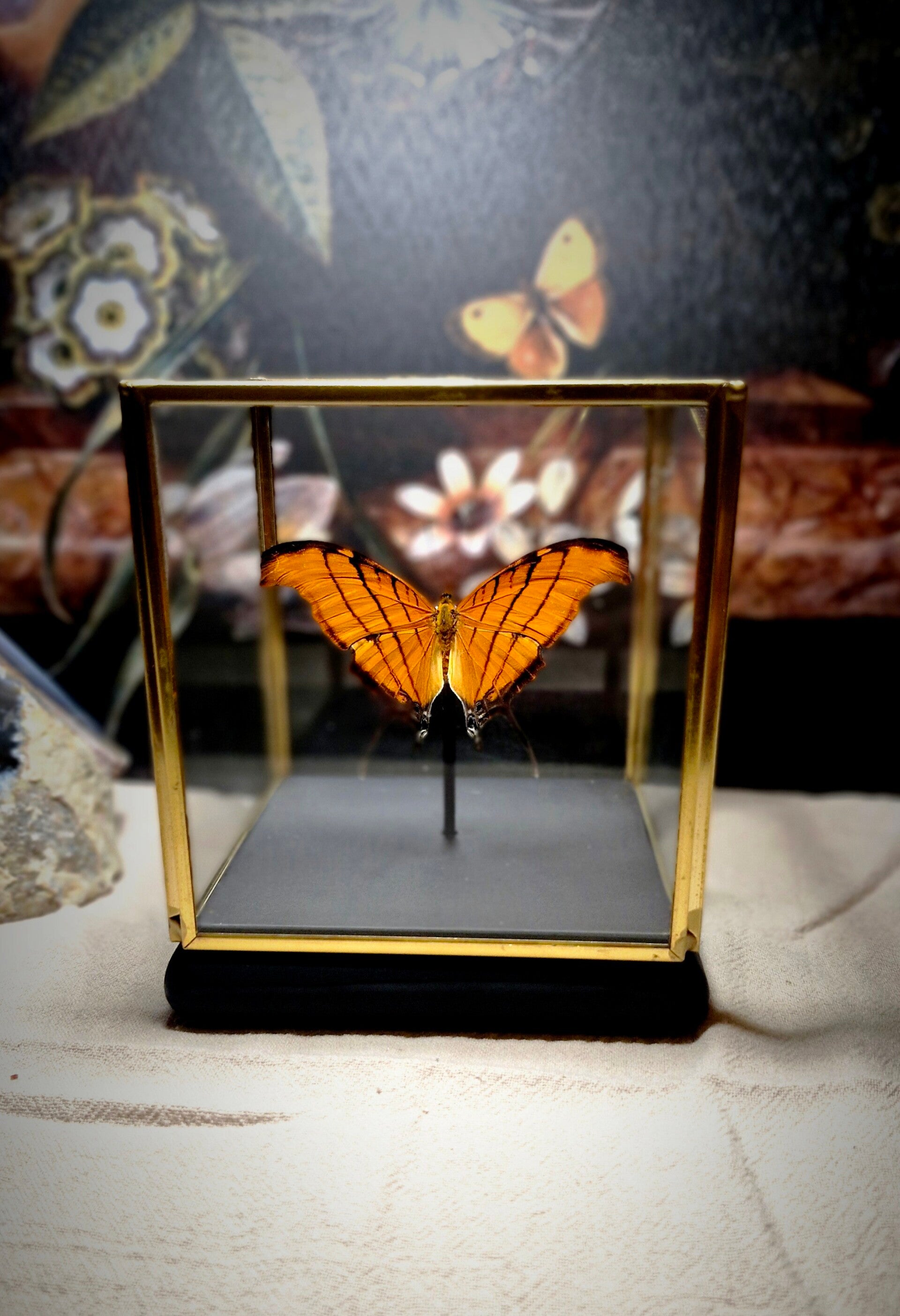 Marpesia Petrius