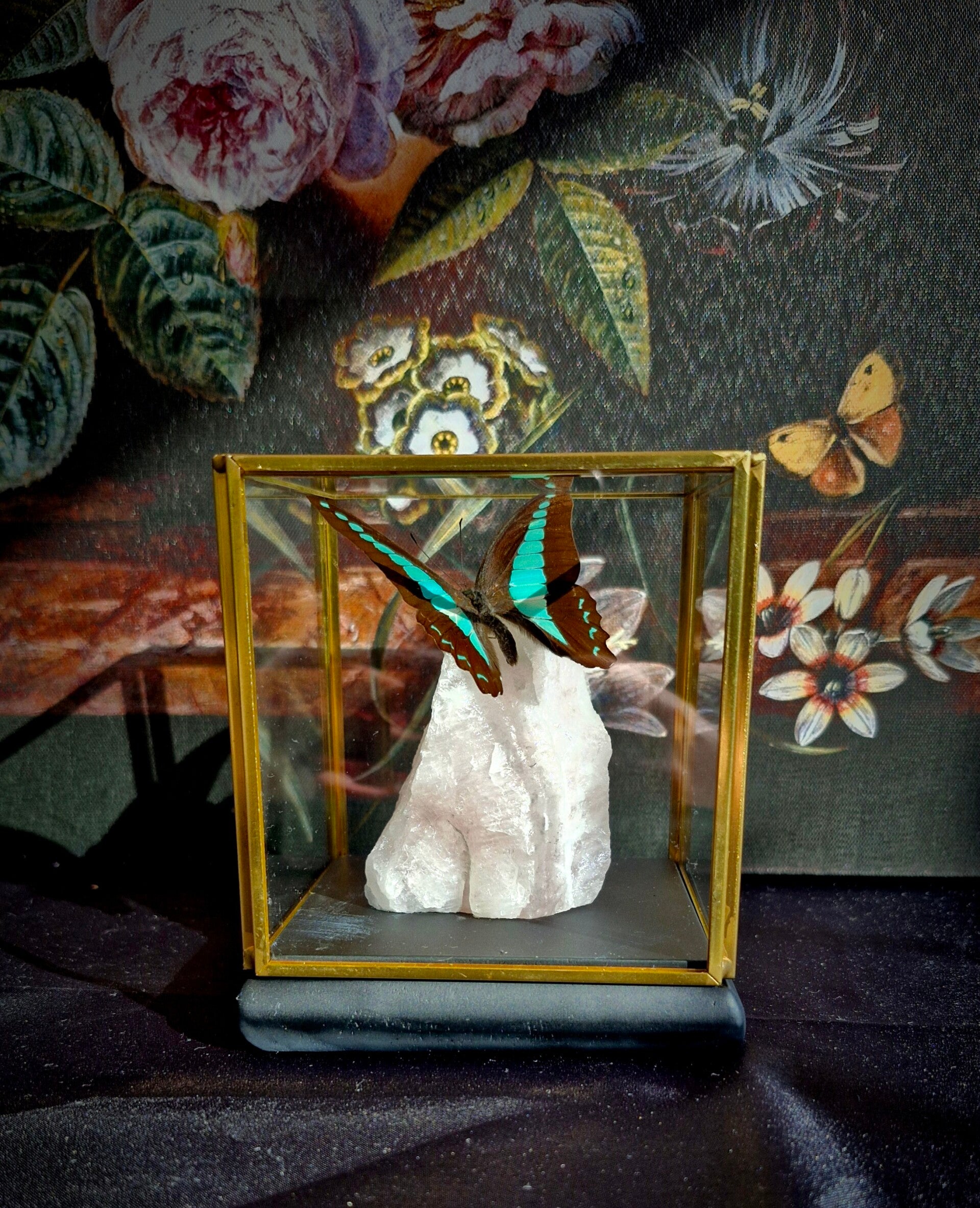 Graphium sarpedon