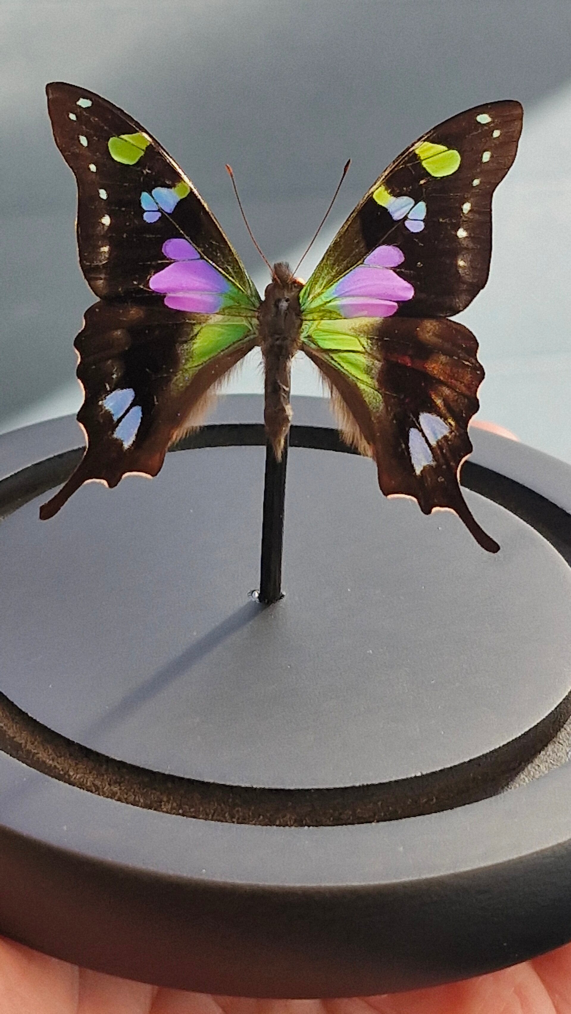 Graphium weiskei