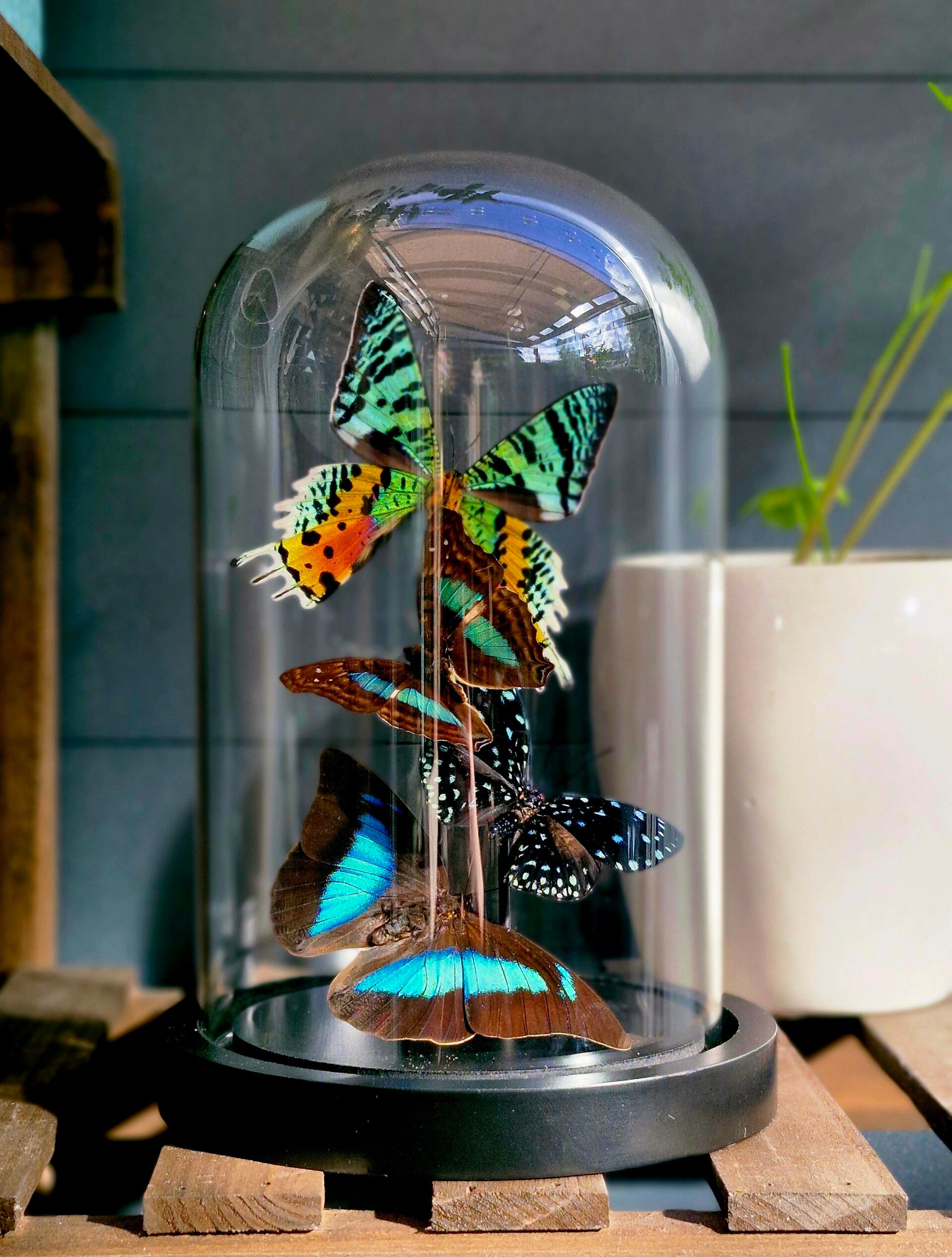 Vlindermix