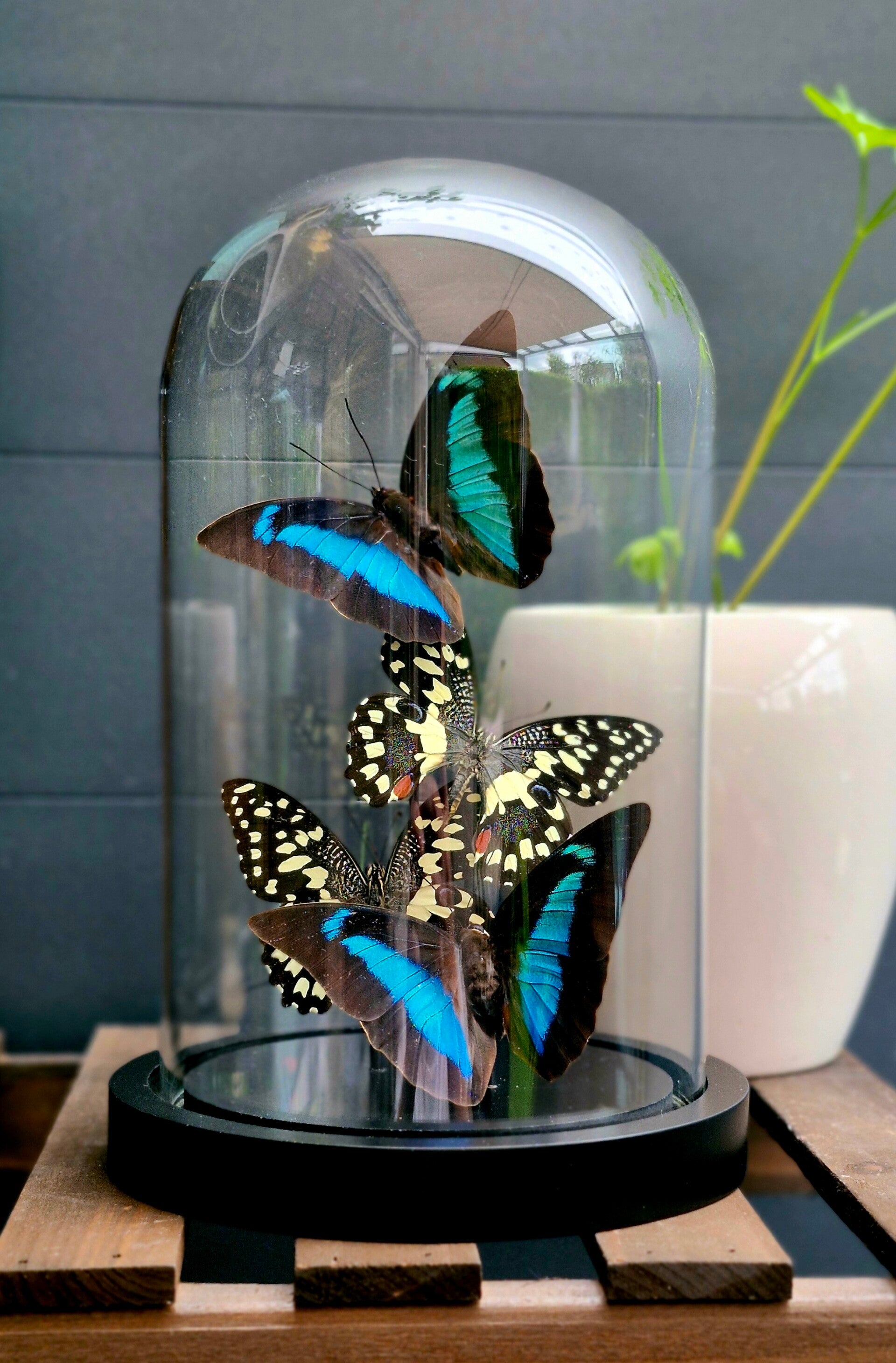 Vlindermix