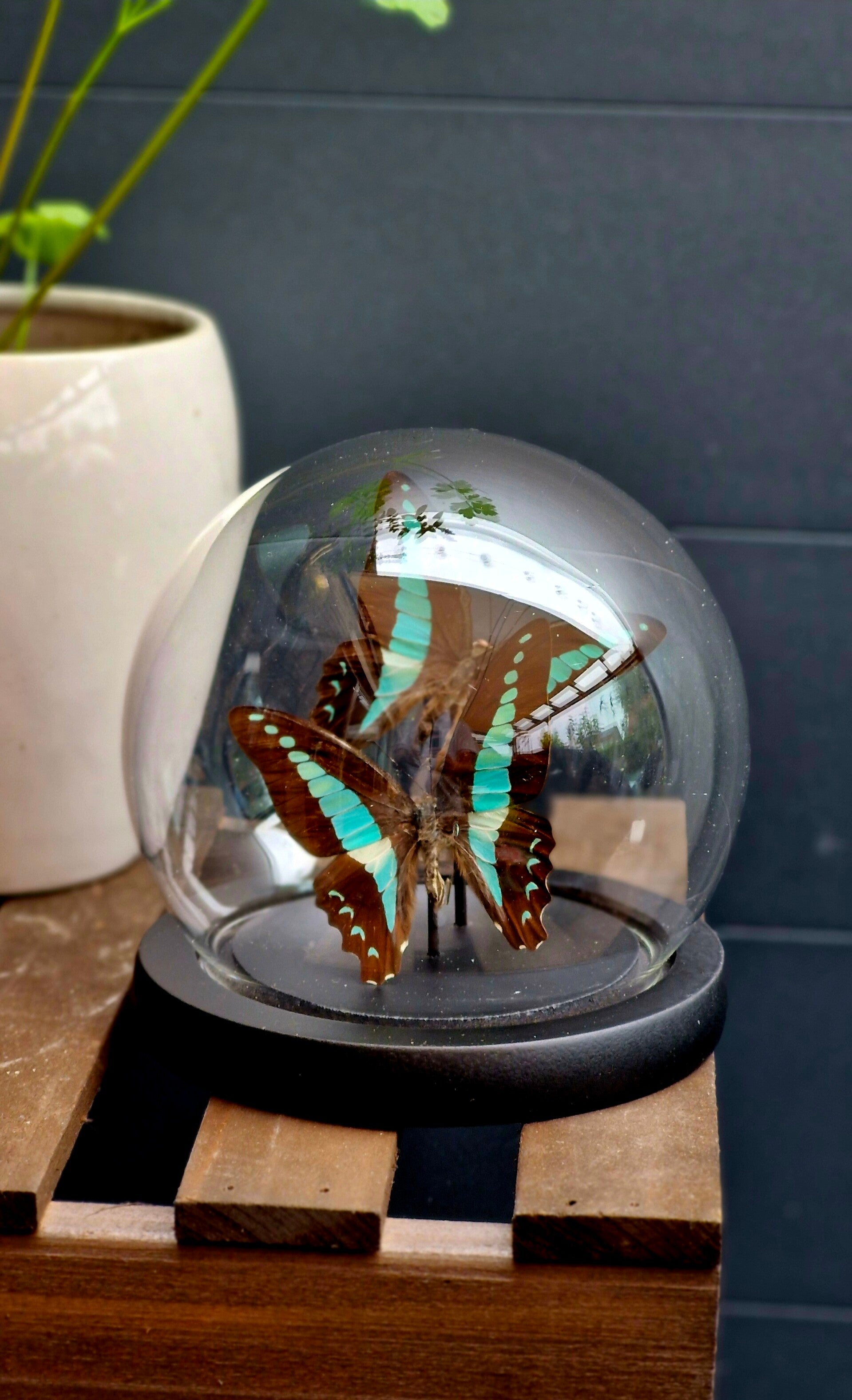Graphium sarpedon