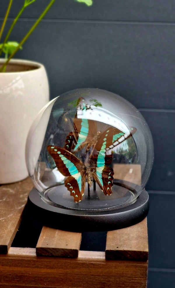 Graphium sarpedon