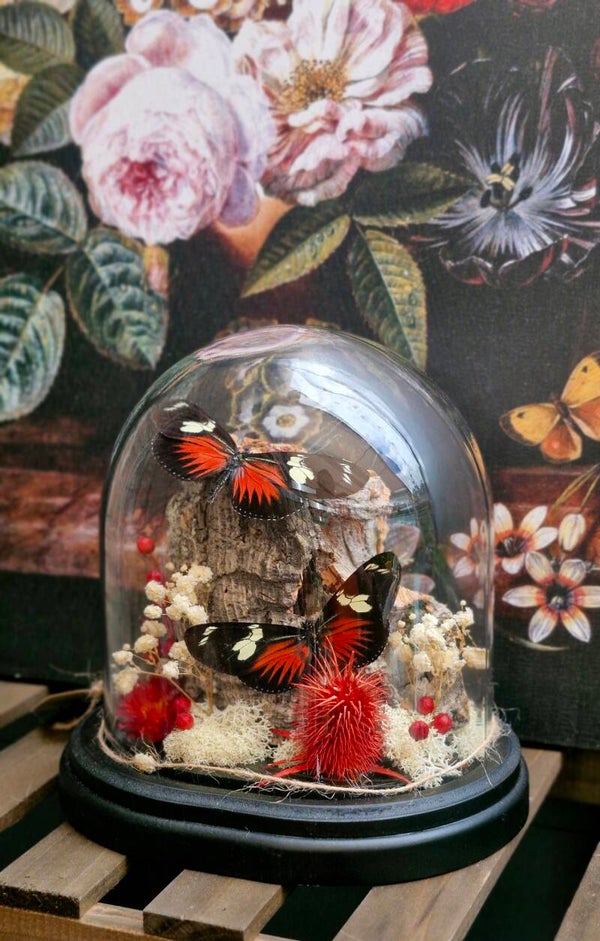 Heliconius doris red