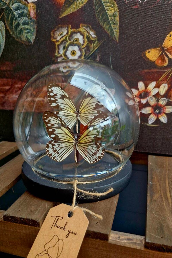 Ideopsis Gaura