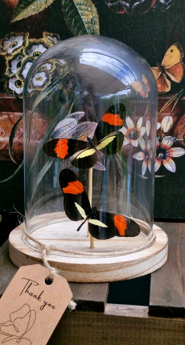 Heliconius melpomene amaryllis