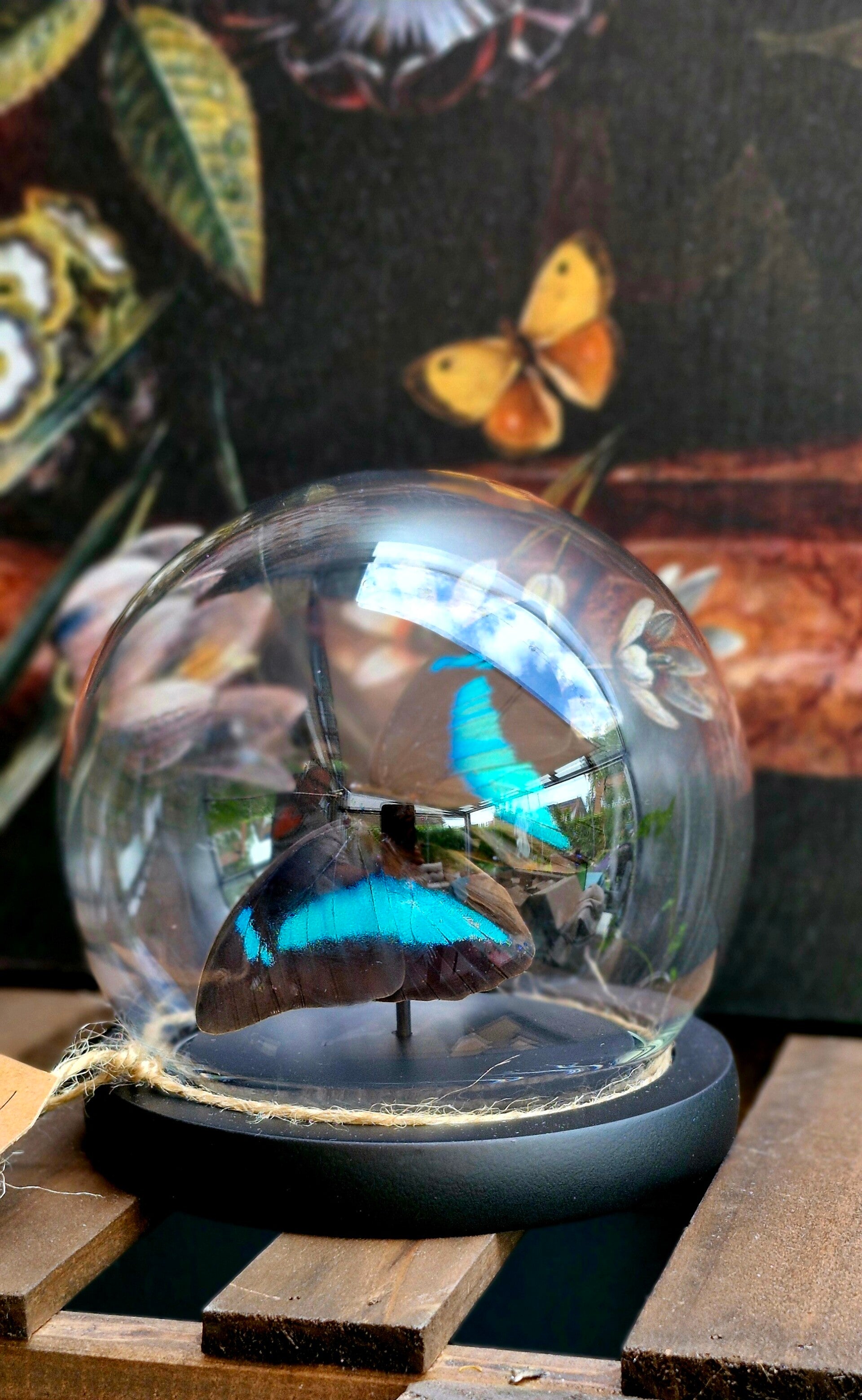 Prepona Amphimachus