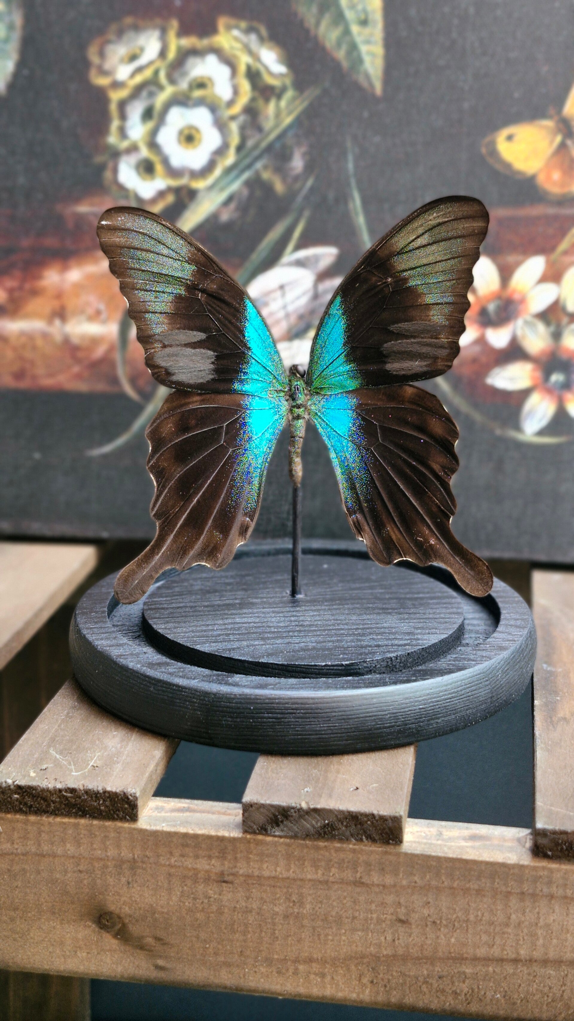 Papilio peranthus