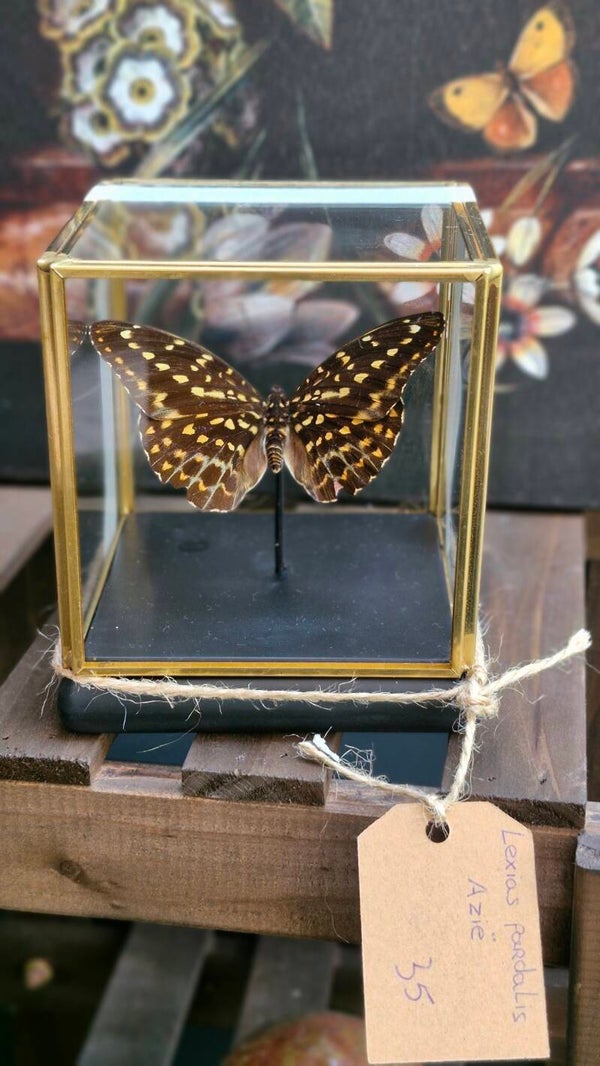 Lexias Pardalis