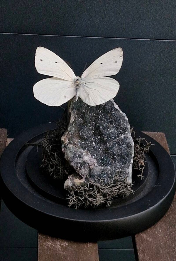 Ascia Buniae