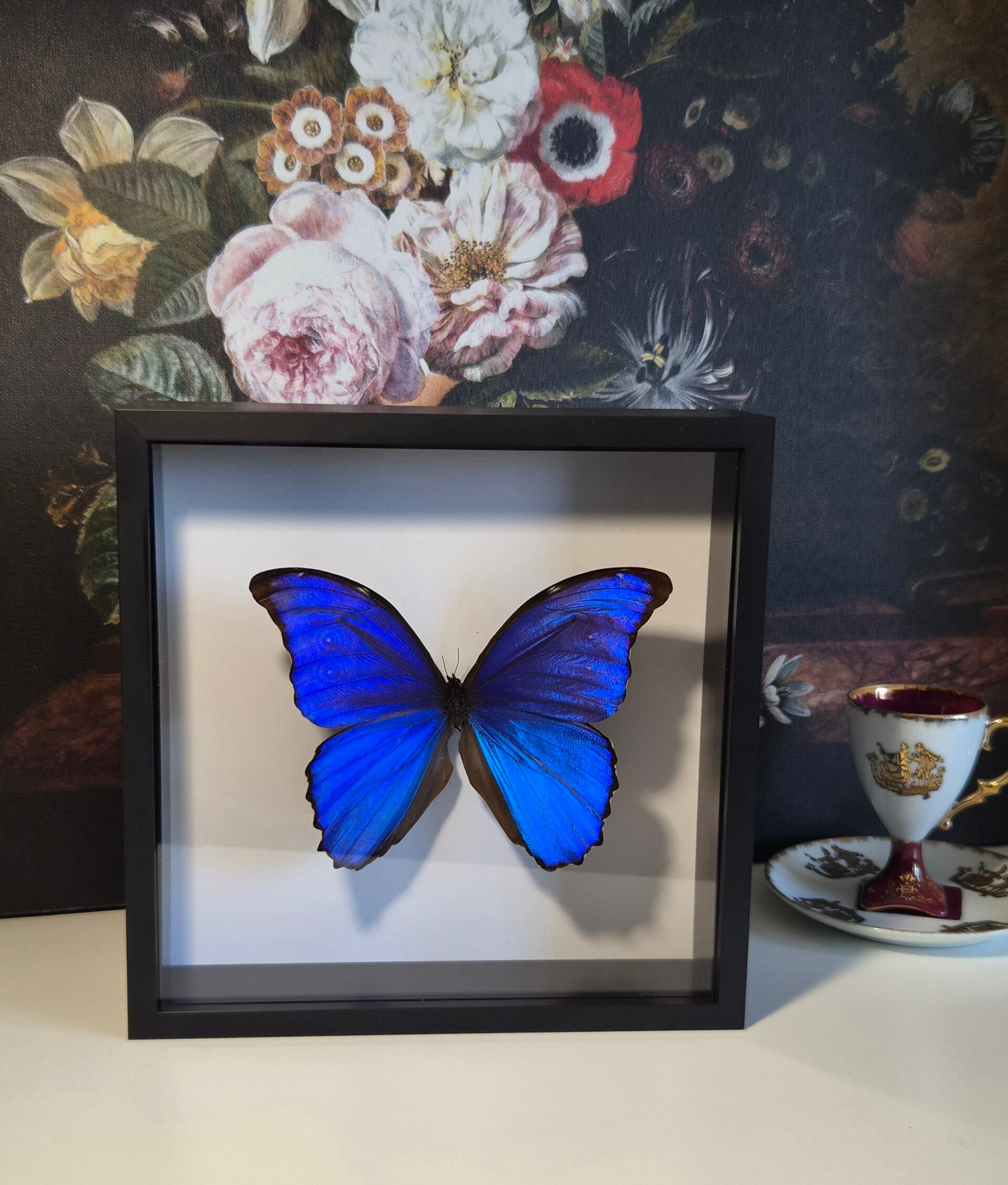 Morpho diddius